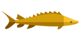 Gold fish accent