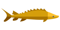Gold fish accent
