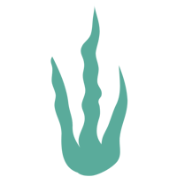 Green Coral Accent 5